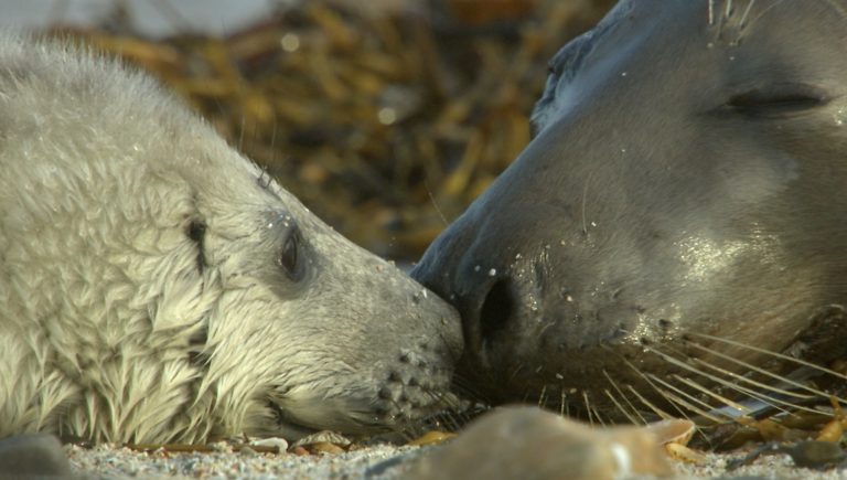 Whales and dolphins are getting stuck in fishing nets around the