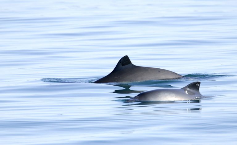 Whales and dolphins are getting stuck in fishing nets around the